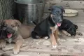 Кученца Безплатно Бебенца, снимка 1
