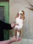 Кавалер Кинг Чарлз Шпаньол, снимка 3