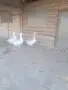 Гъсок с две гъски , снимка 4
