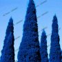 100 бр. семена кипарис синя елха бор сини иглолистни кипарисови дървета бонсай екзотични за декораци, снимка 11