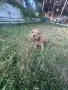 Кокер шпаниьол , момче и момиче с първа ваксина!, снимка 5