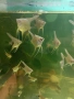 Декоративни рибки, скаларий. , снимка 11