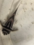 Pleco L046 Hypancistrus zebra / 4броя, снимка 2