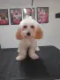 Малтипу Maltlpoo, снимка 2