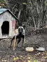 Белгийска овчарка, снимка 3