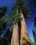 15 нови семена гигантска секвоя мамутово дърво sequoiadendron giganteum за декорация на двора  , снимка 17