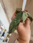 Хоя Flagelata splash, снимка 1