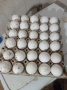 Оплодени яйца Бял Легхорн, снимка 1