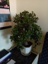 Красула-Дървото на живота., снимка 1 - Стайни растения - 44760564