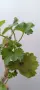 Pelargonium Ю Мерлезон, снимка 3
