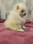 Померан, снимка 2