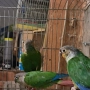 продавам папагал пирура, снимка 3