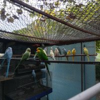 Различни видове папагали, Ферма " Meshi i Sie" , снимка 14 - Папагали - 33912948