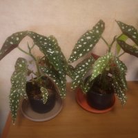 Бегония Макулата/Begonia Maculata Wightii/, снимка 5 - Стайни растения - 39977763