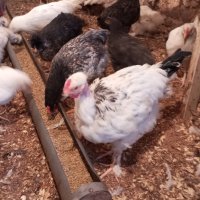 петлета и пилета различни породи , снимка 4 - Кокошки и пуйки - 44159031