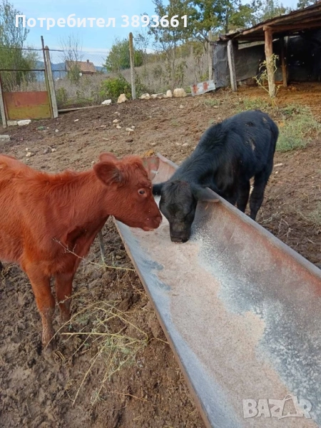 Продавам телета Абърдийн , снимка 1