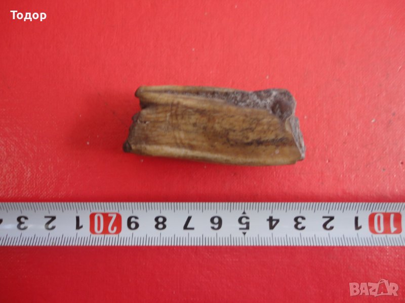 Страхотен зъб фосил динозавър, снимка 1