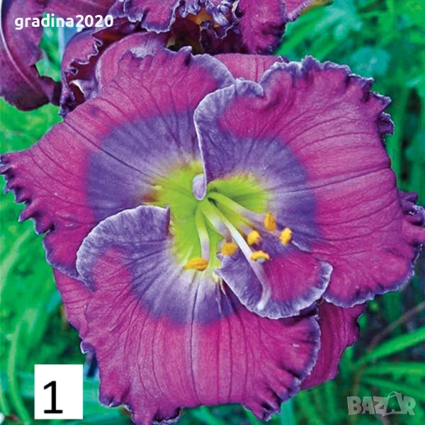 Хемерокалис Налични 5 вида, снимка 1