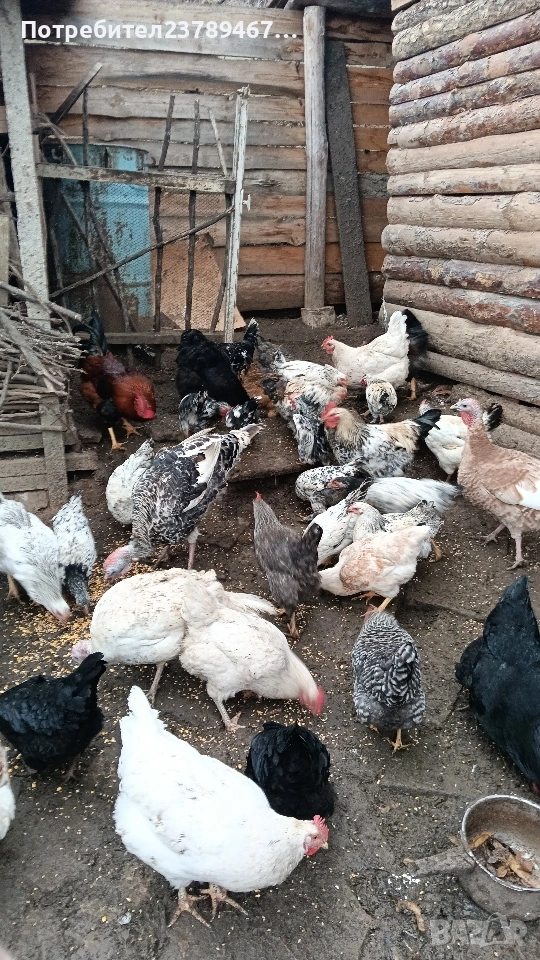 Продавам ,ярички,петли пуики, снимка 1