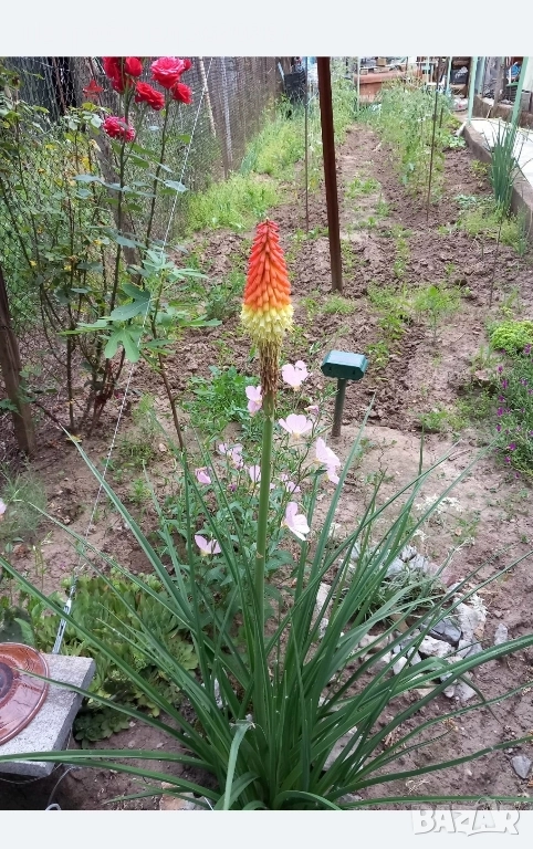 Цвете за градина , снимка 1