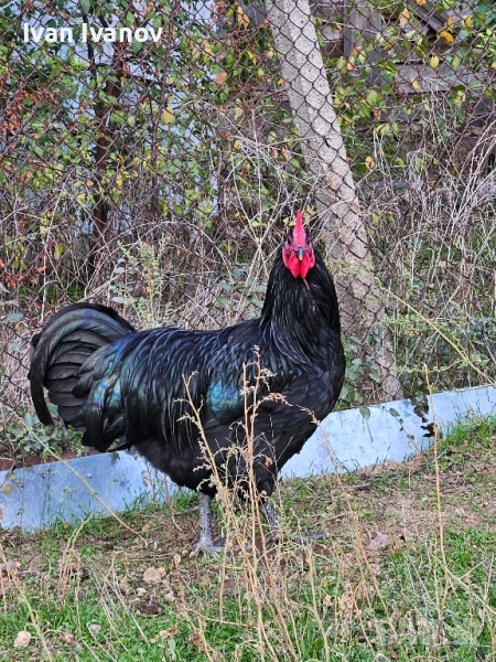 Австралорп,юнско петле  , снимка 1