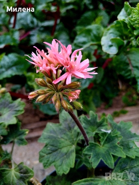 Мушкато Стелар, снимка 1