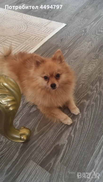 Померан, снимка 1