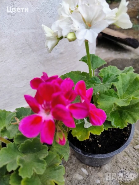 Продавам комплект мушкато , снимка 1