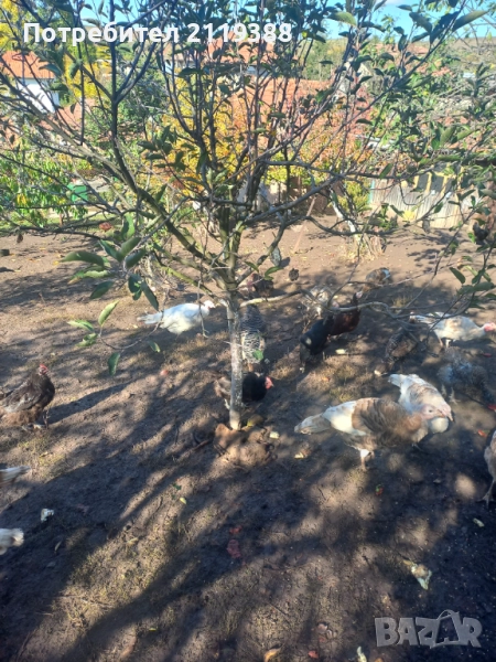 Пуйки на 6.месеца, снимка 1