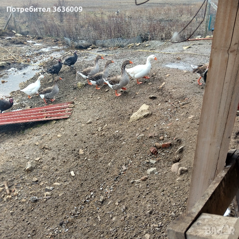 Гъски София  ,пол мъжки  ., снимка 1