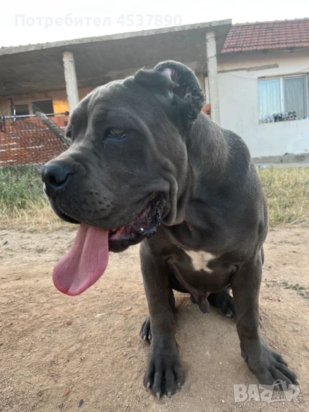 Кане корсо Италиано, снимка 1