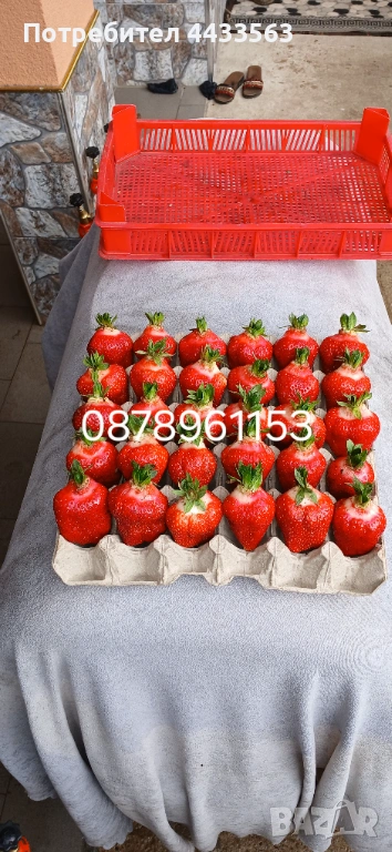 Разсад ягоди , снимка 1