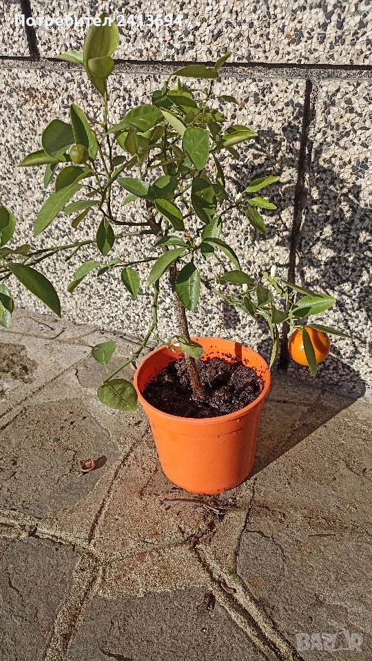 каламондин, снимка 1