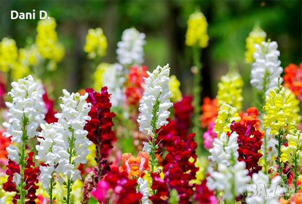 семена на Антиринум, снимка 1