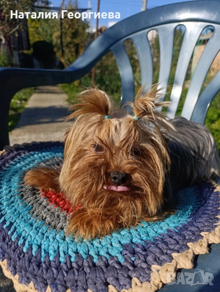 Продавам мъжки мини йоркширски териер на година и половина, снимка 1