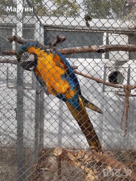 Синьожълта ара, снимка 1