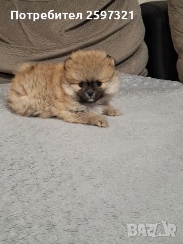 Померан, снимка 2 - Померан - 53011229