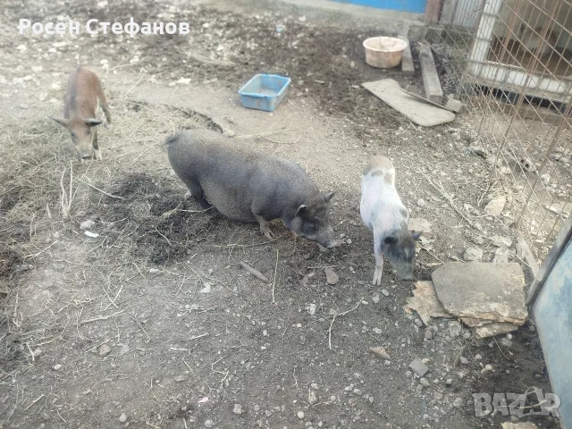 виатнамски прасета, снимка 4 - Прасета - 56085923