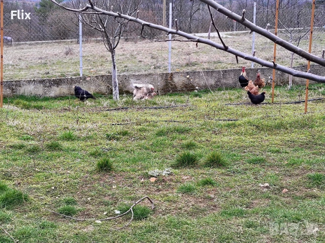 разплодни яйца , снимка 18 - Кокошки и пуйки - 53995912