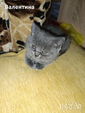 Британска късокосместа, снимка 5 - Британска късокосместа - 52705749