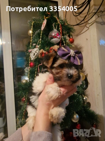 мъжко йорки бивър уникални кученца , снимка 3 - Йоркширски териер - 52586204