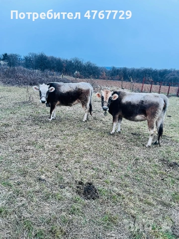 Yunitsi, снимка 3 - Крави - 53980183