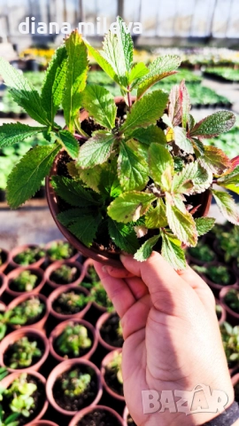 Вербена многогодишна, Verbena Bonariensis Bonnie Blue, снимка 9 - Градински цветя и растения - 52426647