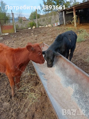 Продавам телета Абърдийн , снимка 1