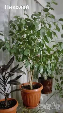 Бенджамин Фикус 150 см., снимка 2 - Градински цветя и растения - 27280596