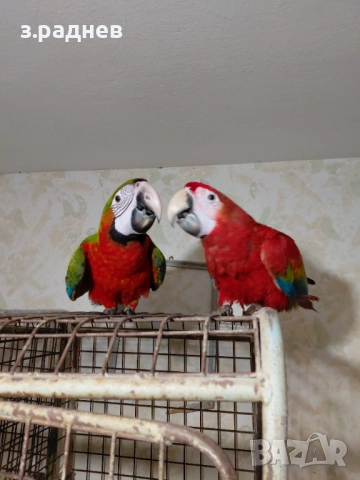 Ръчнохранени ара арлекин и ара руби, снимка 4 - Папагали - 52202984