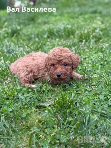 Той пудел / Toy poodle, снимка 4 - Пудели - 54183822