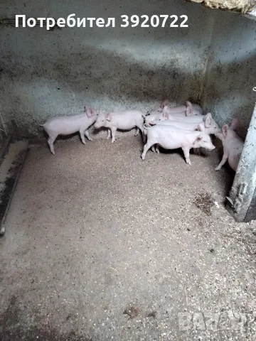 продава малки прасета, снимка 3 - Прасета - 56459148