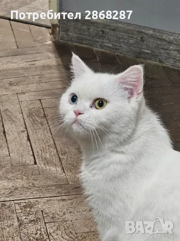 британец за разплод, снимка 9 - Британска късокосместа - 50420839