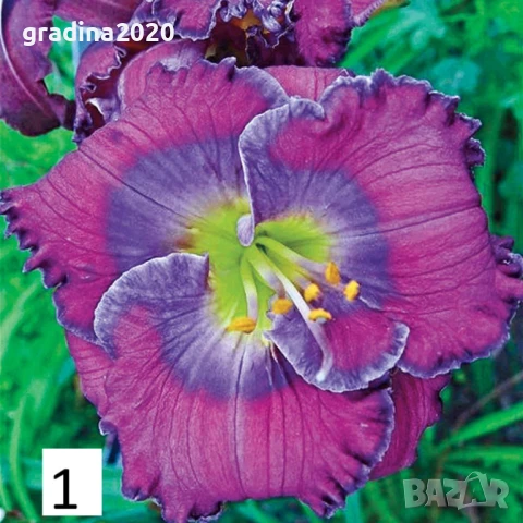 Хемерокалис Налични 5 вида